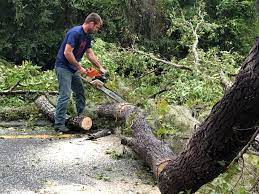 Best Arborist Consultation Services  in Granby, MO