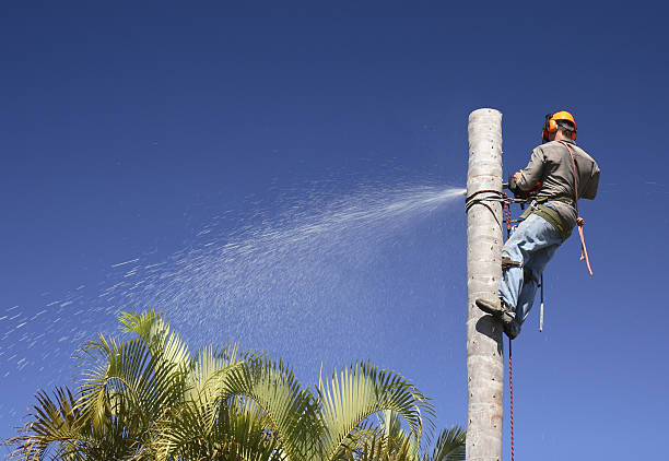 Best Emergency Tree Removal  in Granby, MO