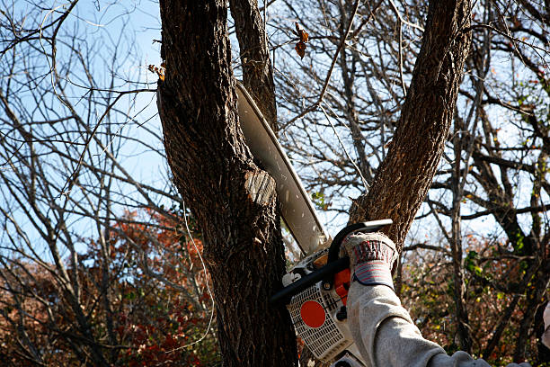 Best Tree Preservation Services  in Granby, MO