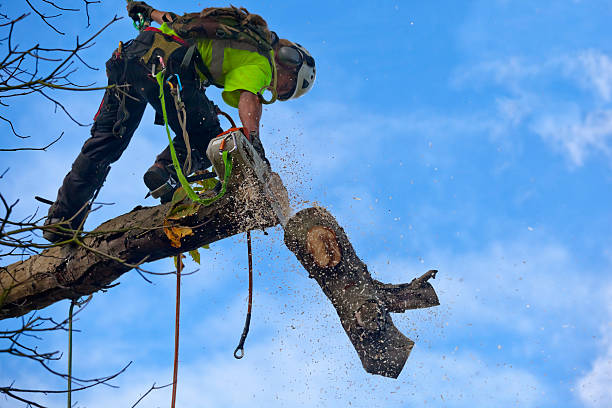 Best Hazardous Tree Removal  in Granby, MO