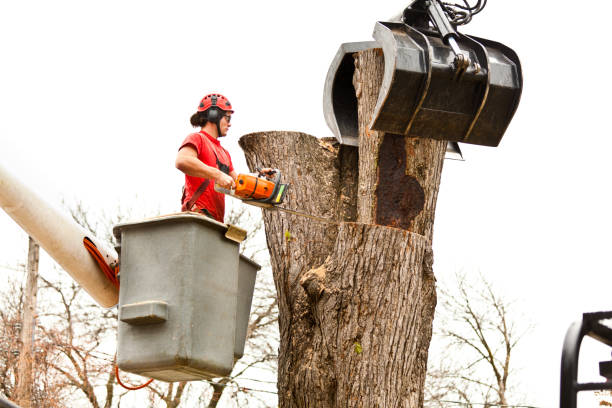  Granby, MO Tree Care Pros